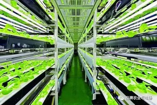 紧跟时代步伐 植物工厂——21世纪农业发展的必然选择与技术服务新机遇